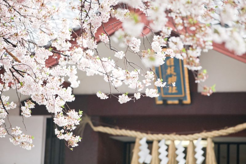 日枝神社　桜の季節