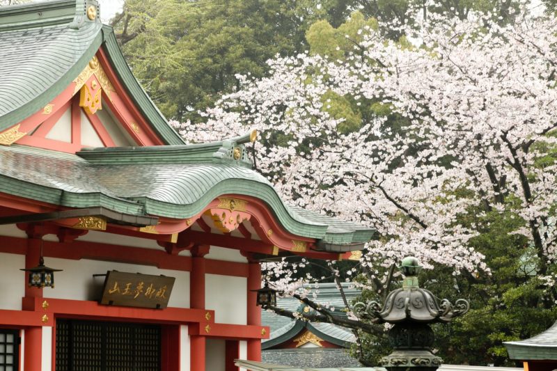日枝神社　桜の季節