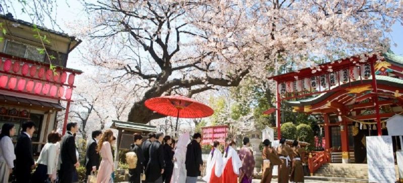大きな桜の下を進む参進が美しい、居木神社