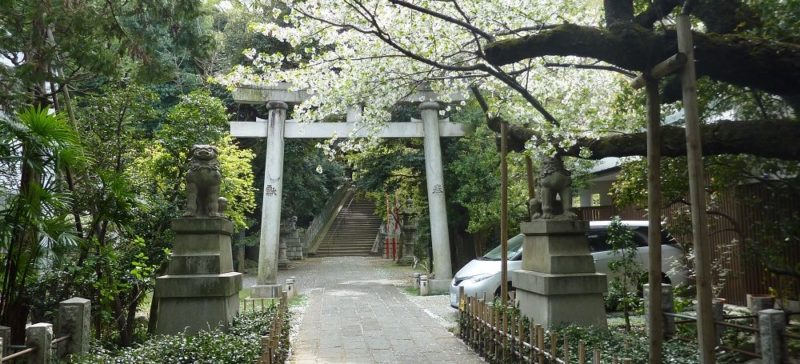 「縁結び」の神様が見守る、緑深き文化財社殿の赤坂氷川神社