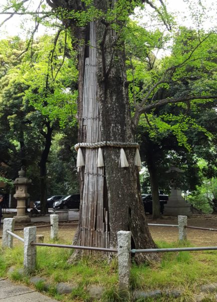赤坂氷川神社　ご神木