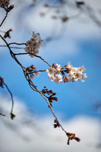 桜咲きほころぶ春、高崎市にある真言宗の寺院「玉田寺(ぎょくでんじ)」で仏前結婚式を行ったふたり。玉田寺は新郎の実家であり、ゆくゆくは将来を託されることから、仏前に誓う挙式を選んだのは、ごく自然の流れだったそう。