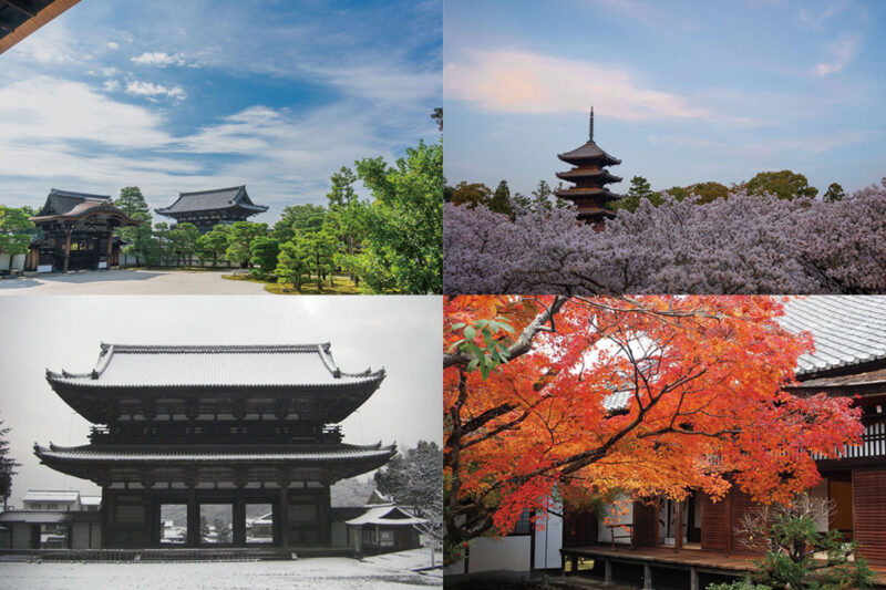 桜、新緑、紅葉、雪
季節が描く仁和寺の美