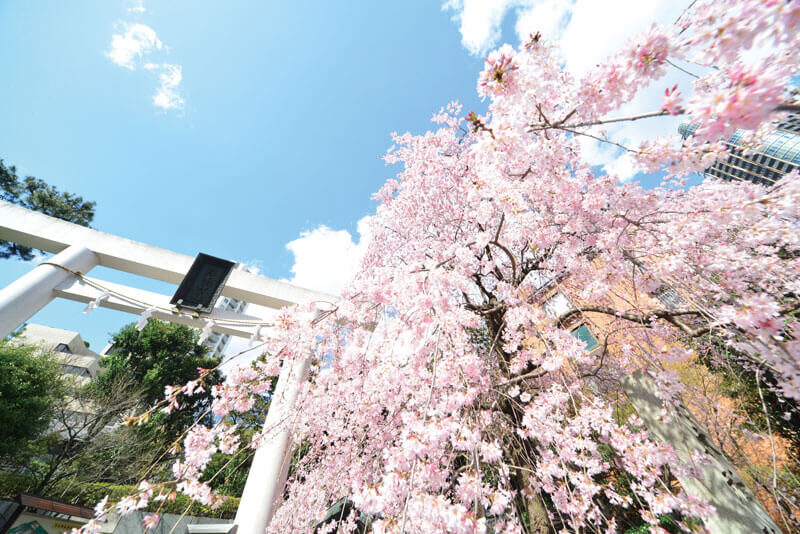 ④赤坂通りの春の名所 一の鳥居脇の枝垂桜